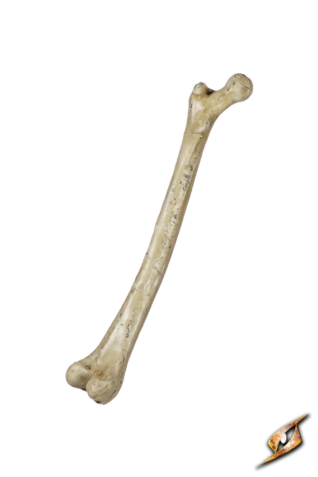 Thigh Bone