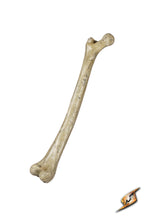 Thigh Bone